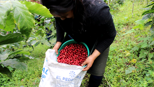 Mexico – La Tribú Community