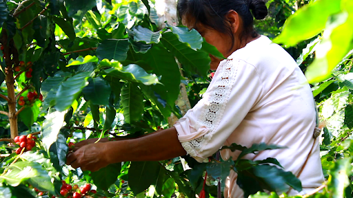 Mexico – La Tribú Community