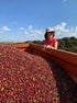 Brazil - Yuki Minami - Humble Mornings Coffee Co.