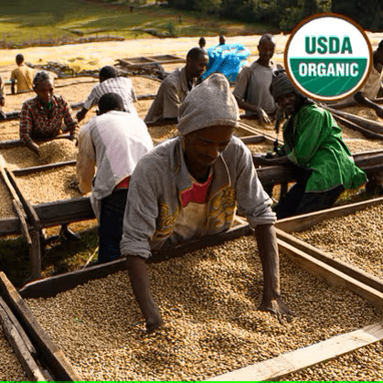 Ethiopia Organic Guji Benti Neka - Humble Mornings Coffee Co.