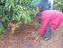 A woman in a red jacket tending to a coffee plant on a farm, carefully removing weeds from the base of the tree. The rich, red soil and lush green coffee leaves indicate a fertile growing environment. Other individuals are seen in the background, dressed in warm clothing, suggesting a cool climate.