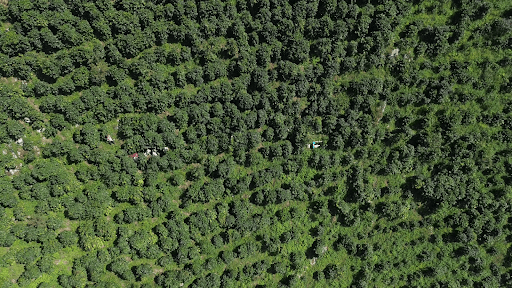 Kenya, Nawiri - Muinami Estate - Humble Mornings Coffee Co.