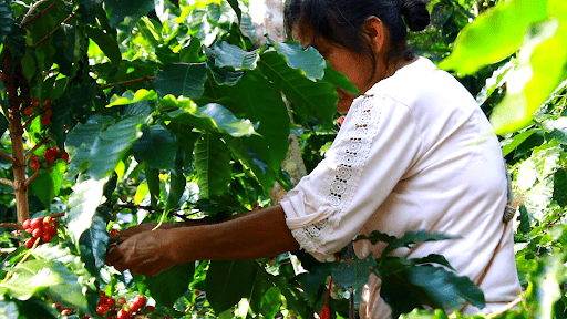 Mexico – La Tribú Community - Humble Mornings Coffee Co.