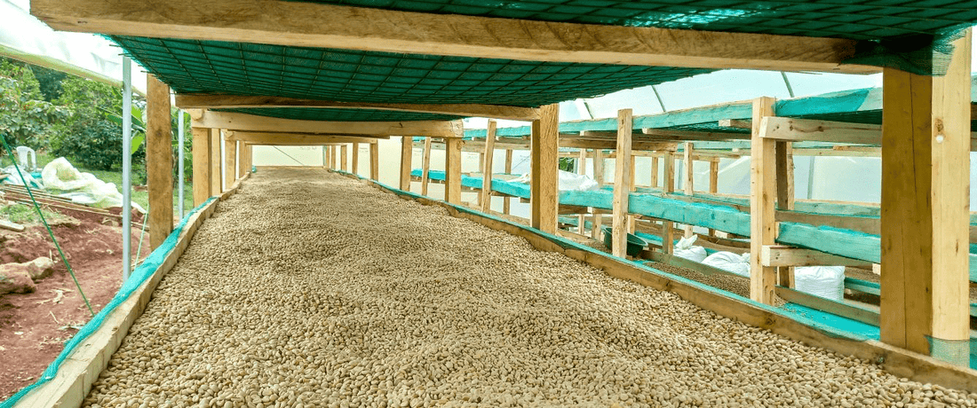 Uganda - Masha Kween Communit - Humble Mornings Coffee Co.