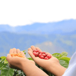 Warmikuna Women’s Coffee - Humble Mornings Coffee Co.